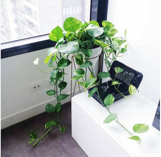 cây cảnh đẹp, cây cảnh để bàn, ô nhiễm không khí
